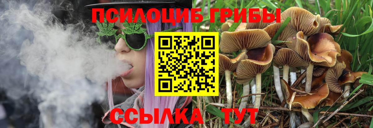 Псилоцибиновые грибы Psilocybine cubensis Норильск